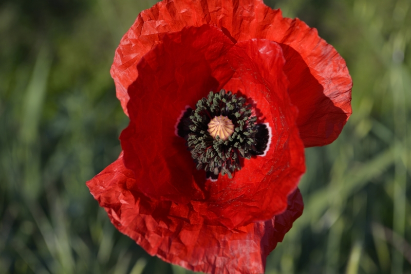 Papaver rhoeas, Papaver dubium e Tragopogon dubius